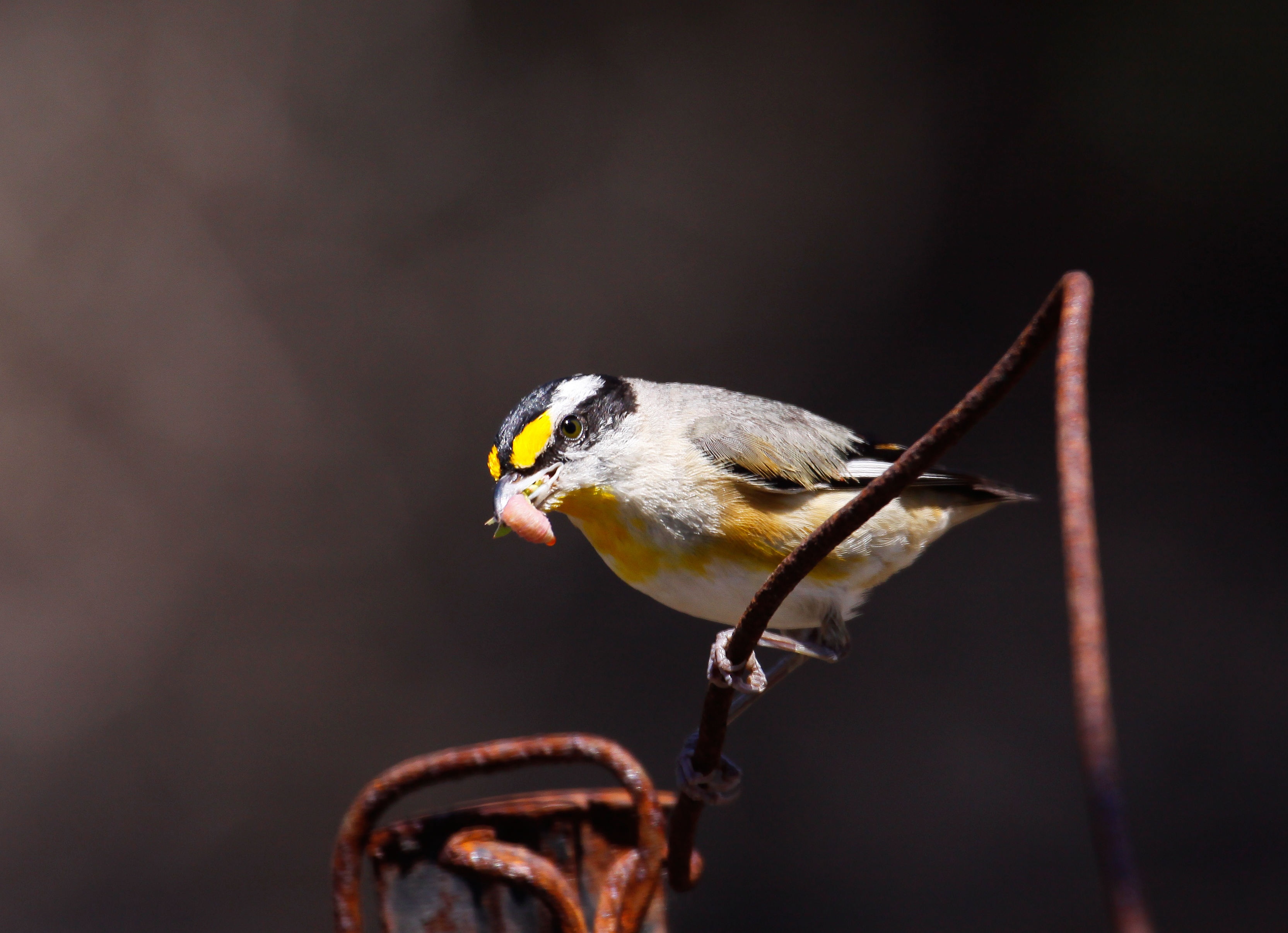 Pardalote-StriatedToorbul.jpg